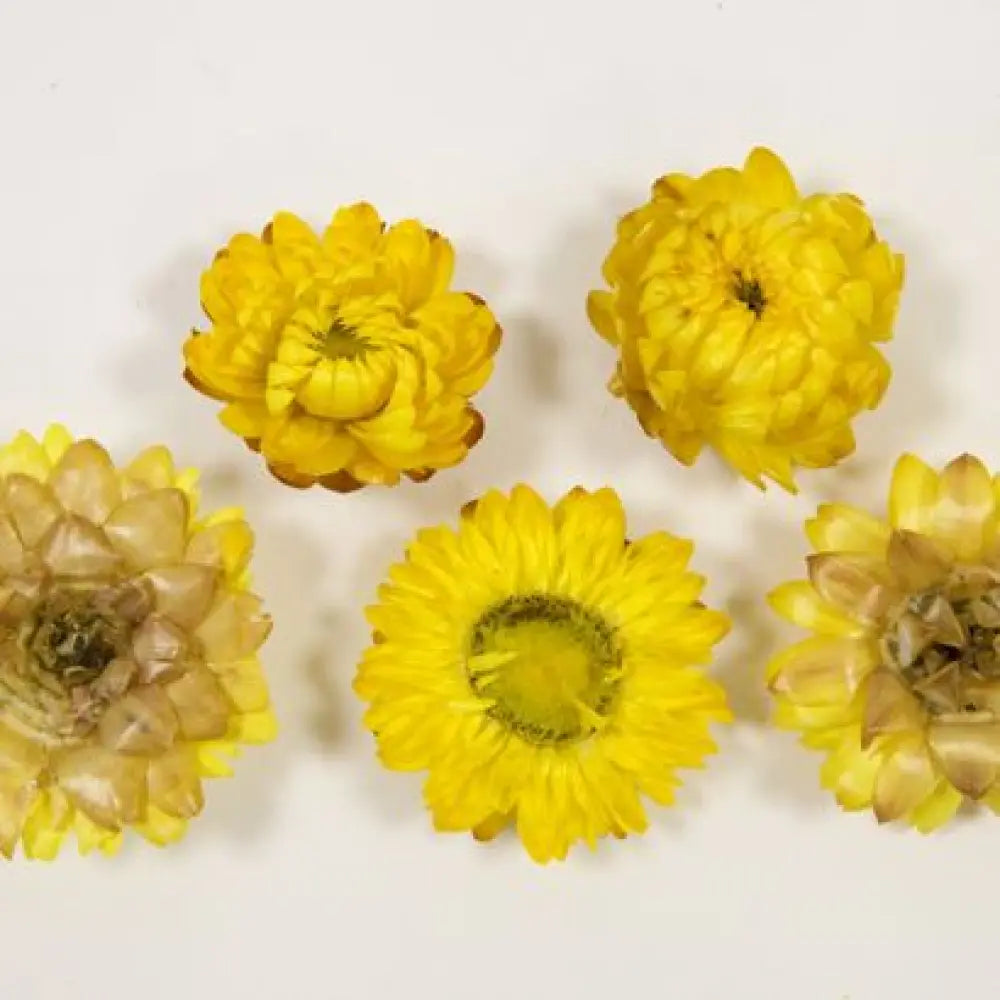 Têtes de Fleurs Séchées - Jaune - 6gr