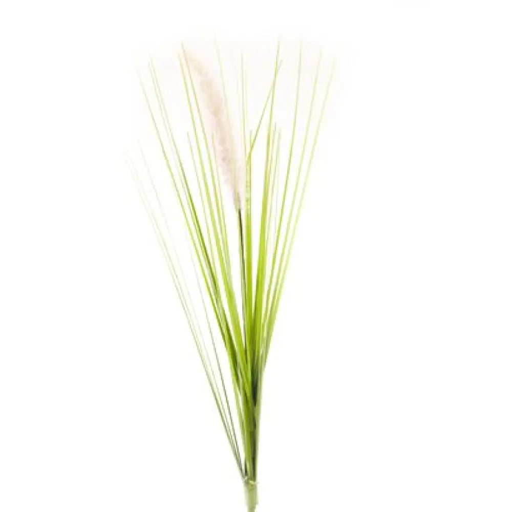 Herbe de la Pampa - 35cm