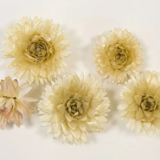 Têtes de Fleurs Séchées - Naturelles - 6gr