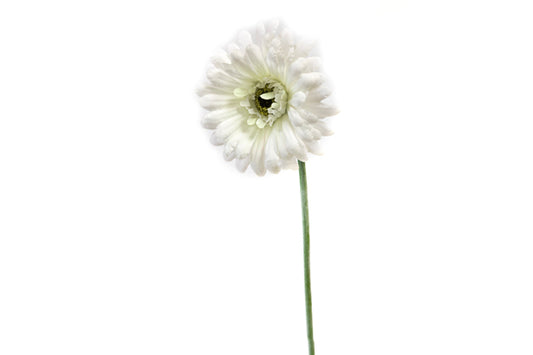 GERBERA (55 cm) B