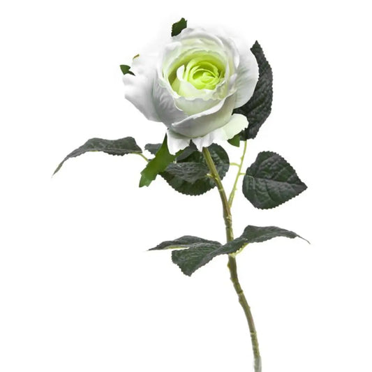 Bouton de Rose - H58cm