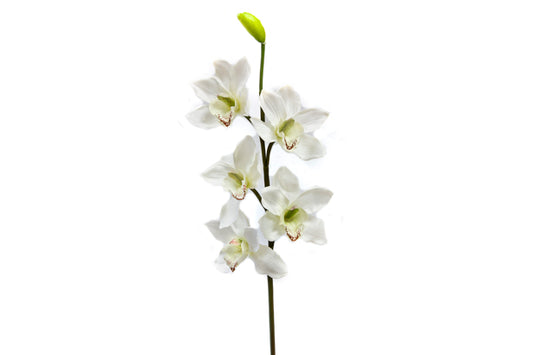 BRANCHE D'ORCHIDEE (80 cm) B