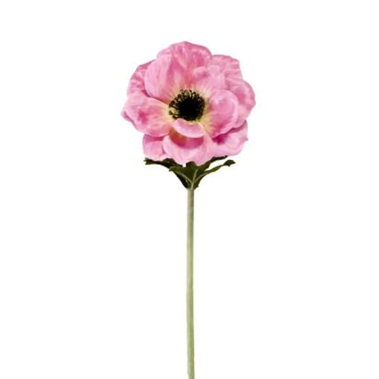 Anémone - H55cm