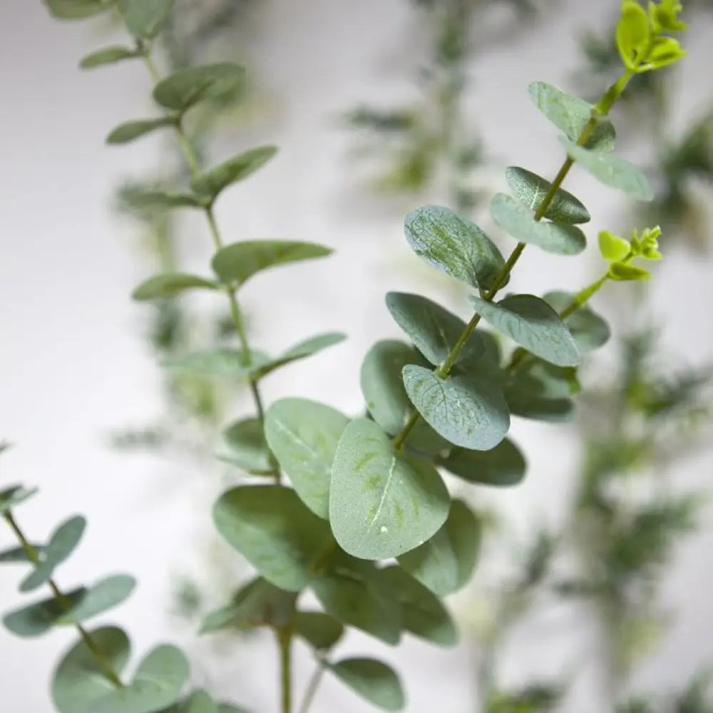 Tige d'Eucalyptus - 90cm