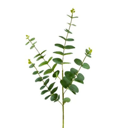 Tige d'Eucalyptus - 90cm