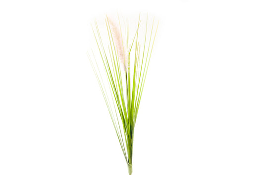 HERBE DE LA PAMPA (35 cm) RO