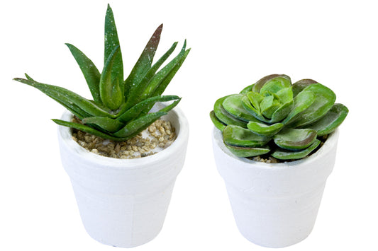 SUCCULENTES EN POT 2 MODELES ASSORTIS