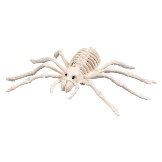 Squelette d'araignée (23 x 14 cm)