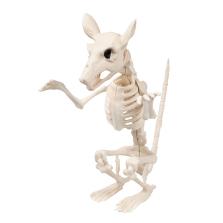 Squelette de rat (18 cm)