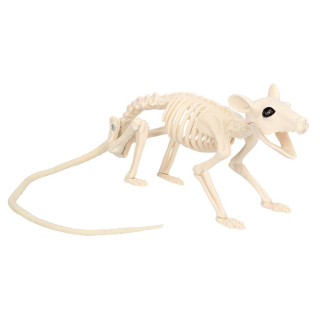 Squelette de Rat (46 cm)