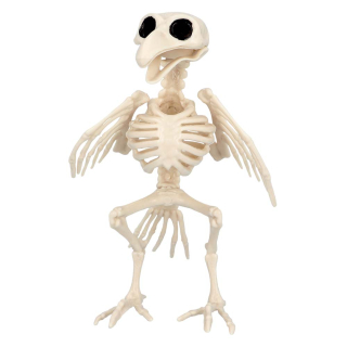 Squelette de Oiseau