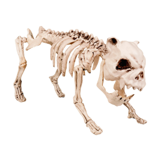 Squelette de chien