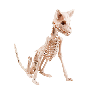 Squelette de chien