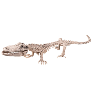 Squelette de crocodile (16 x 50 cm)