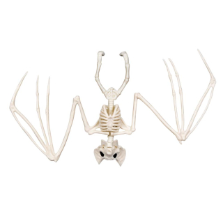 Squelette de chauve-souris
