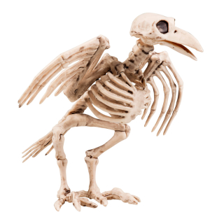 Squelette de corneille (18 cm)