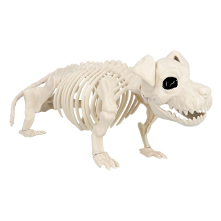 Squelette de Chien(52 cm)