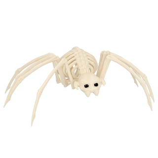 Squelette de Araignée (35 cm)