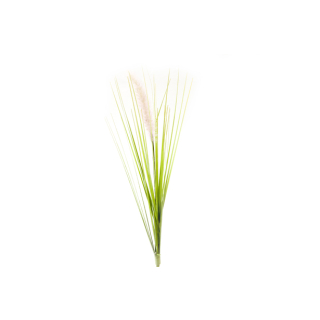 HERBE DE LA PAMPA (35 cm) RO