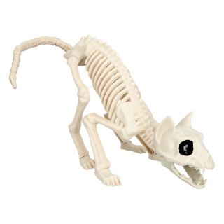 Squelette de Chat (51 cm)