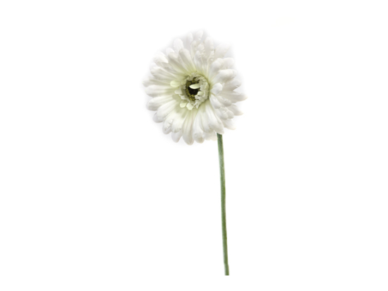 GERBERA (55 cm) B