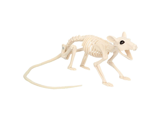 Squelette de Rat (46 cm)