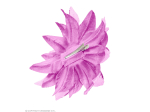Clip pour cheveux fleur lilas brillante